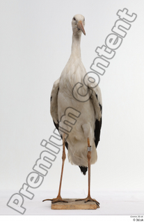 Black stork whole body 0001.jpg